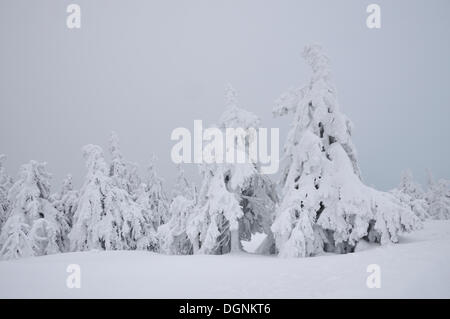 Schneebedeckte Tannen auf Brocken Berg im Nebel, Harz, Sachsen-Anhalt Stockfoto