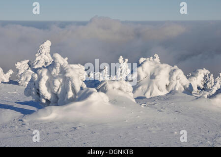 Schneebedeckte Tannen auf Brocken Berg mit Nebelwolken, Harz, Sachsen-Anhalt Stockfoto