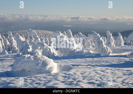 Schneebedeckte Tannen am Berg Brocken, Harz, Sachsen-Anhalt Stockfoto