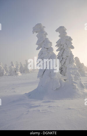 Schneebedeckte Tannen am Berg Brocken, Harz, Sachsen-Anhalt Stockfoto