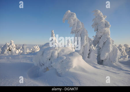 Schneebedeckte Tannen am Berg Brocken, Harz, Sachsen-Anhalt Stockfoto