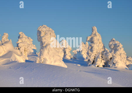 Schneebedeckte Tannen am Berg Brocken, Harz, Sachsen-Anhalt Stockfoto