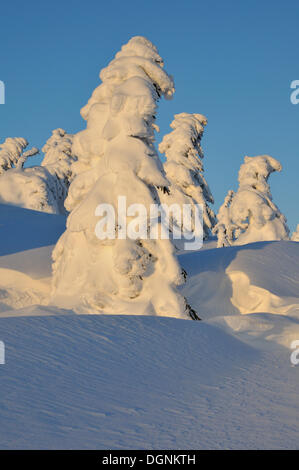 Schneebedeckte Tannen am Berg Brocken, Harz, Sachsen-Anhalt Stockfoto