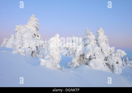 Schneebedeckte Tannen im Abendlicht auf Brocken Berg, Harz, Sachsen-Anhalt Stockfoto