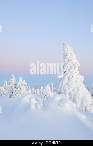 Schneebedeckte Tannen im Abendlicht auf Brocken Berg, Harz, Sachsen-Anhalt Stockfoto