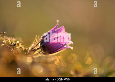 Gemeinsamen Kuhschelle oder des Dänen Blut (Pulsatilla Vulgaris), in der Nähe von Merseburg, Sachsen-Anhalt Stockfoto