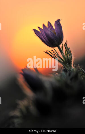 Gemeinsamen Kuhschelle oder des Dänen Blut (Pulsatilla Vulgaris) bei Sonnenuntergang, in der Nähe von Merseburg, Sachsen-Anhalt Stockfoto