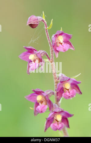 Dunkel rot Helleborine oder Royal Helleborine (Epipactis Atrorubens), in der Nähe von Merseburg, Sachsen-Anhalt Stockfoto