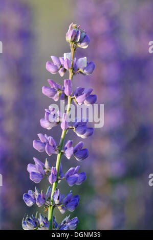 Großer-blättrig Lupine oder Big-leaved Lupine (Lupinus Polyphyllus), in der Nähe von Leipzig, Sachsen Stockfoto