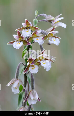 Marsh Helleborine (Epipactis Palustris), in der Nähe von Leipzig, Sachsen Stockfoto