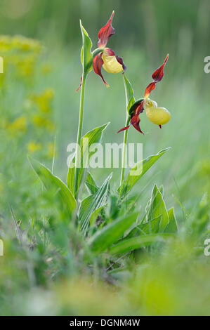 Gelbe Damen Slipper Orchidee (Cypripedium Calceolus), in der Nähe von Jena, Thüringen Stockfoto