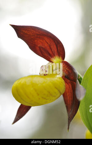 Gelbe Damen Slipper Orchidee (Cypripedium Calceolus), in der Nähe von Jena, Thüringen Stockfoto