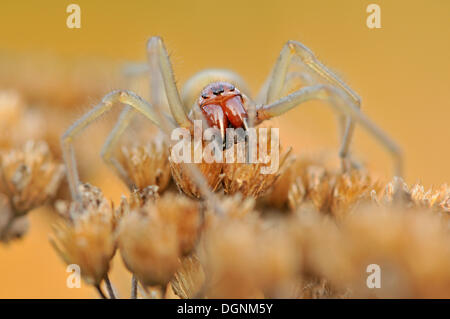Yellow Sac Spider (dornfinger Punctorium), in der Nähe von Boxberg, Sachsen Stockfoto