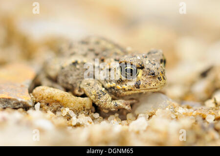 Juvenile Natterjack Kröte (Bufo Calamita) in einem ehemaligen Tagebau mine in der Nähe von Finsterwalde, Brandenburg Stockfoto