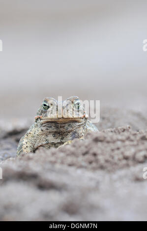 Natterjack Kröte (Bufo Calamita) in einem ehemaligen Tagebau mine in der Nähe von Finsterwalde, Brandenburg Stockfoto