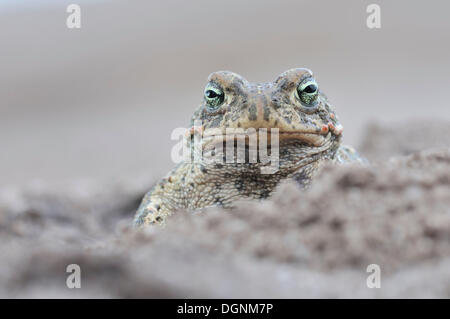 Natterjack Kröte (Bufo Calamita) in einem ehemaligen Tagebau mine in der Nähe von Finsterwalde, Brandenburg Stockfoto