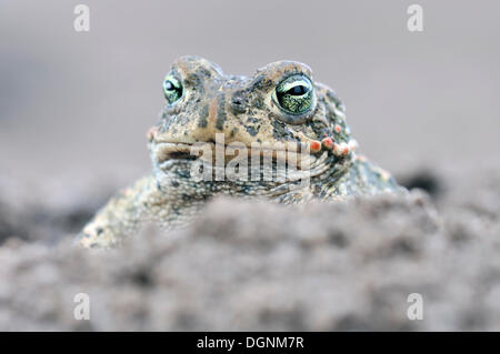 Natterjack Kröte (Bufo Calamita) in einem ehemaligen Tagebau mine in der Nähe von Finsterwalde, Brandenburg Stockfoto