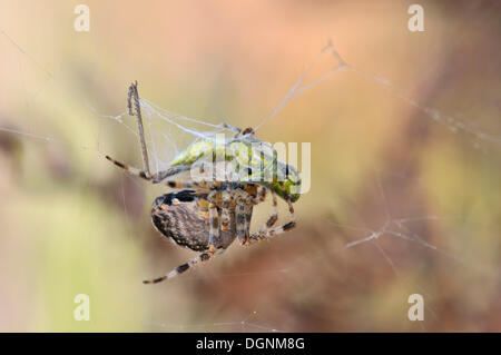 Kleine Gold Grasshopper (Euthystira Brachyptera) wird von einer Spinne in einem Web, untere Lausitzer Heide Naturpark gewickelt Stockfoto