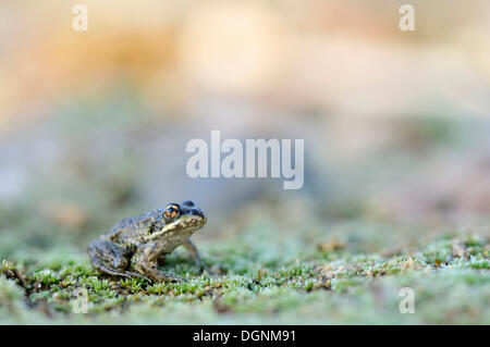 Juvenile Teich Frosch (außer kl. Esculentus, außer Esculentus, Rana Esculenta) in einer Kiesgrube in der Nähe von Leipzig, Sachsen Stockfoto