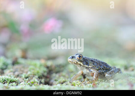 Juvenile Teich Frosch (außer kl. Esculentus, außer Esculentus, Rana Esculenta) in einer Kiesgrube in der Nähe von Leipzig, Sachsen Stockfoto