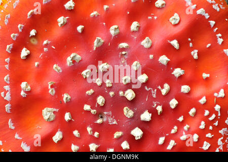 Oben auf einem Fliegenpilz (Amanita Muscaria), in der Nähe von Boxberg, Sachsen Stockfoto