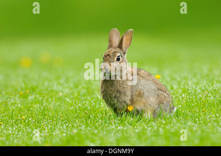 Wildkaninchen (Oryctolagus Cuniculus) in eine Wiese, Schottland, Vereinigtes Königreich Stockfoto