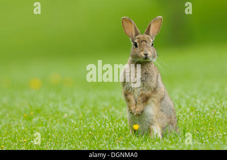 Wildkaninchen (Oryctolagus Cuniculus) steht auf den Hinterbeinen in einer Wiese, Schottland, Vereinigtes Königreich Stockfoto