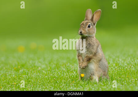 Wildkaninchen (Oryctolagus Cuniculus) steht auf den Hinterbeinen in einer Wiese, Schottland, Vereinigtes Königreich Stockfoto