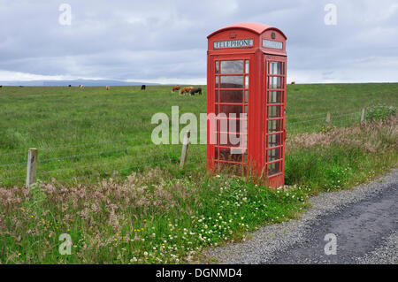 Traditionelle britische Telefonzelle neben einer Kuh Weide, Grafschaft Caithness, Highland, Schottland, Vereinigtes Königreich Stockfoto