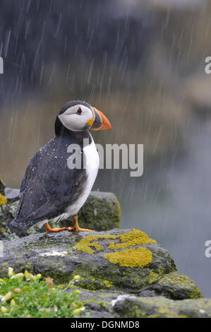 Papageitaucher (Fratercula Arctica) im Regen, Isle of May, Schottland, Vereinigtes Königreich Stockfoto