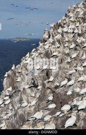 Nördlichen Tölpelkolonie (Morus Bassanus), drängten sich auf einer felsigen Klippe, Bass Rock, Dunbar, Schottland, Vereinigtes Königreich Stockfoto