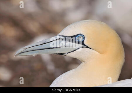 Basstölpel (Morus Bassanus), Porträt, Bass Rock, Dunbar, Schottland, Vereinigtes Königreich Stockfoto