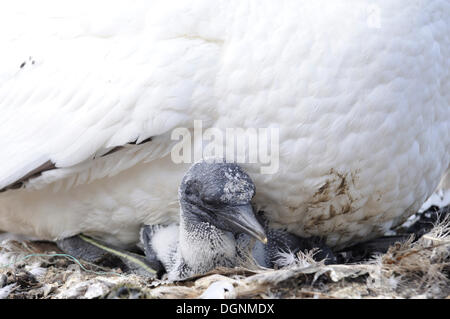 Junge Basstölpel (Morus Bassanus) erwärmt, durch seine Mutter, Bass Rock, Dunbar, Schottland, Vereinigtes Königreich Stockfoto