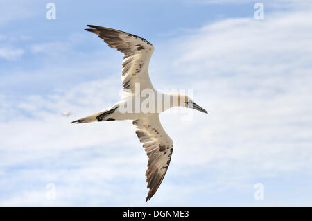 Basstölpel (Morus Bassanus) im Flug, Bass Rock, Dunbar, Schottland, Vereinigtes Königreich Stockfoto