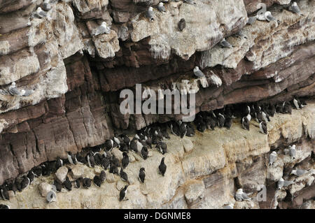 Vogel-Felsen, steilen Felsen bedeckt mit Brutvögel, Trottellumme (Uria SP.) und Tordalken (Alca Torda), Handa Island, Schottland Stockfoto