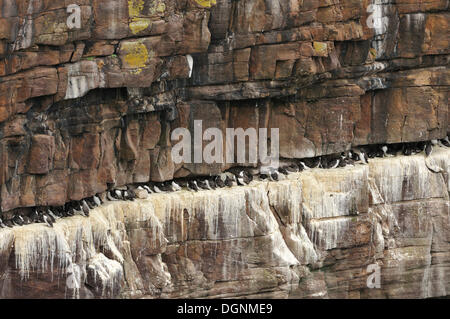 Vogel-Felsen, steilen Felsen bedeckt mit Brutvögel, Trottellumme (Uria SP.) und Tordalken (Alca Torda), Handa Island, Schottland Stockfoto