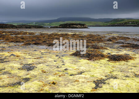 Küstenlandschaft bei Ebbe, Schottland, Isle Of Skye, Schottland, Vereinigtes Königreich Stockfoto