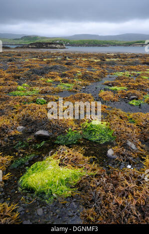 Küstenlandschaft bei Ebbe, Schottland, Isle Of Skye, Schottland, Vereinigtes Königreich Stockfoto