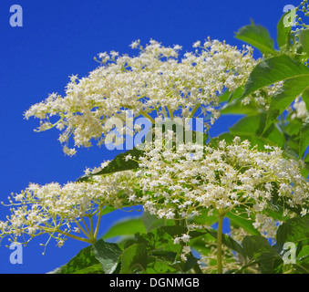 Holunder Blüte - Holunderblüten 40 Stockfoto