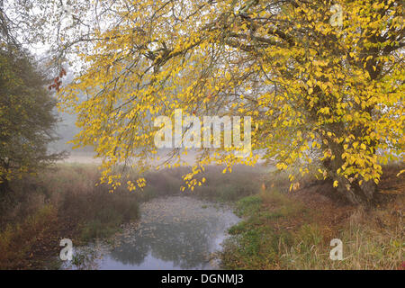 Auenlandschaft am frühen Morgen, NSG Pelze, Dessau-Wörlitz, Sachsen-Anhalt, Deutschland Stockfoto