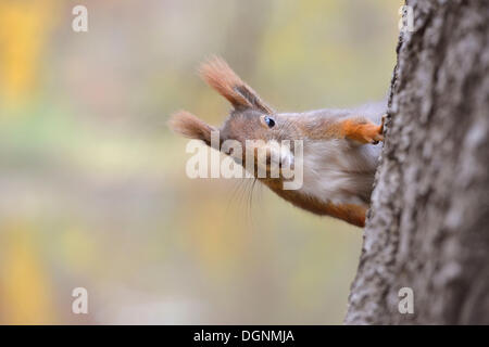 Eichhörnchen (Sciurus Vulgaris) in einem städtischen Park im Herbst, Leipzig, Sachsen, Deutschland Stockfoto