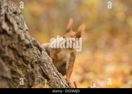 Eichhörnchen (Sciurus Vulgaris) in einem städtischen Park im Herbst, Leipzig, Sachsen, Deutschland Stockfoto