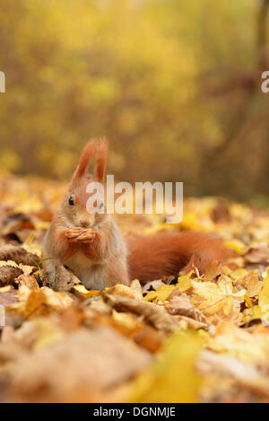 Eichhörnchen (Sciurus Vulgaris) in einem städtischen Park im Herbst, Leipzig, Sachsen, Deutschland Stockfoto