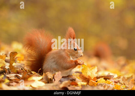 Eichhörnchen (Sciurus Vulgaris) in einem städtischen Park im Herbst, Leipzig, Sachsen, Deutschland Stockfoto