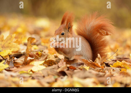 Eichhörnchen (Sciurus Vulgaris) in einem städtischen Park im Herbst, Leipzig, Sachsen, Deutschland Stockfoto