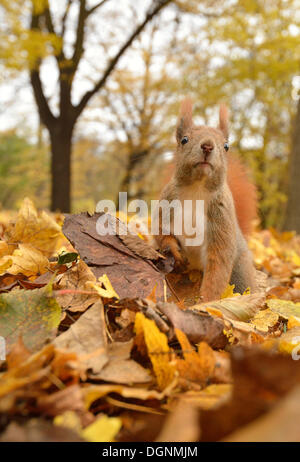 Eichhörnchen (Sciurus Vulgaris) in einem städtischen Park im Herbst, Leipzig, Sachsen, Deutschland Stockfoto