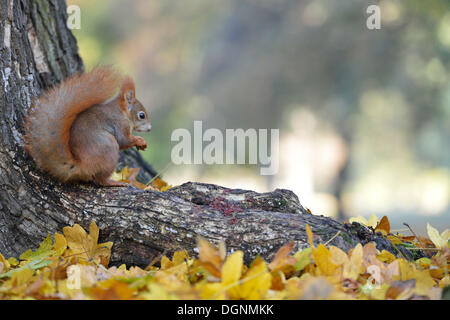 Eichhörnchen (Sciurus Vulgaris) in einem städtischen Park im Herbst, Leipzig, Sachsen, Deutschland Stockfoto