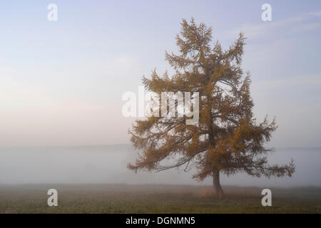 Europäische Lärche (Larix Decidua) im Morgennebel im Herbst, Stiege, Oberharz bin Brocken, Sachsen-Anhalt, Deutschland Stockfoto