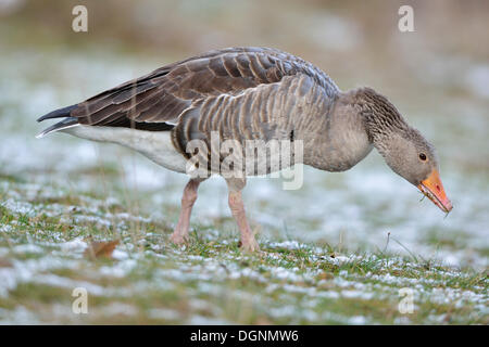 Graugans (Anser Anser) auf der Suche nach Nahrung im Winter, Leipzig, Sachsen, Deutschland Stockfoto