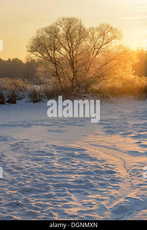 Schnee und frostigen Winterlandschaft in einem Teich bei Sonnenaufgang, Uhyst, Sachsen, Germany Stockfoto